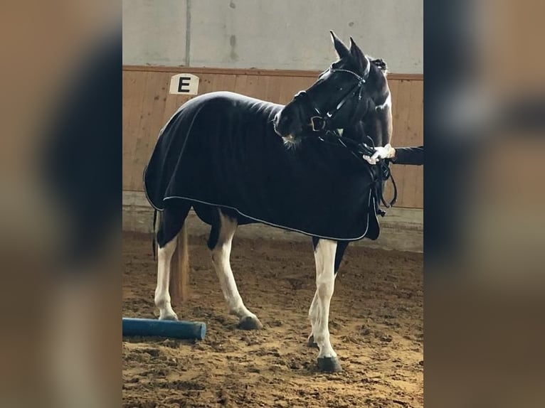 Austriaco Giumenta 15 Anni 148 cm Pezzato in Innsbruck