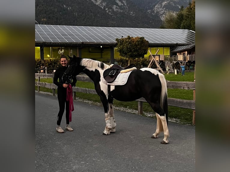Austriaco Giumenta 15 Anni 148 cm Pezzato in Innsbruck
