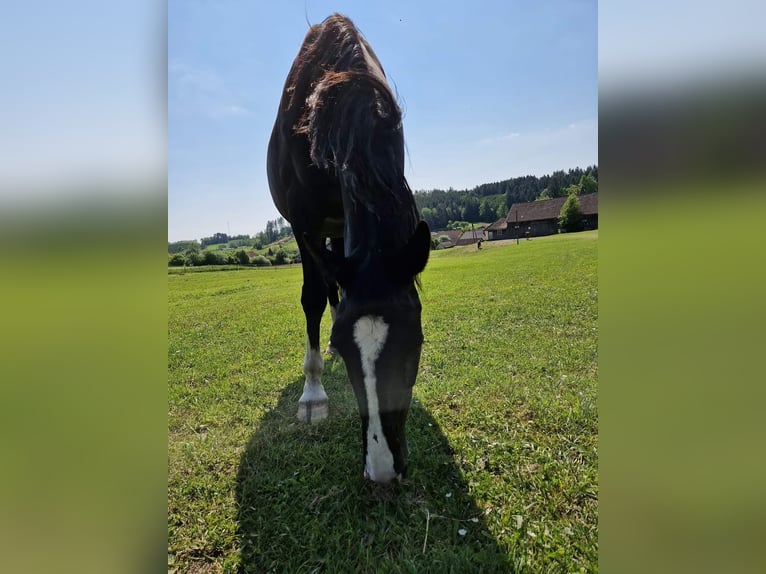 Austriaco Giumenta 16 Anni 165 cm Morello in Werschenschlag