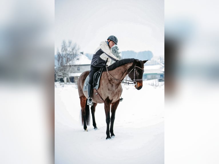 Austriaco Giumenta 16 Anni 166 cm Baio nero in Engerwitzdorf