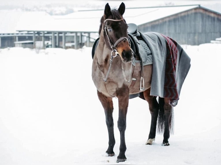Austriaco Giumenta 16 Anni 166 cm Baio nero in Engerwitzdorf