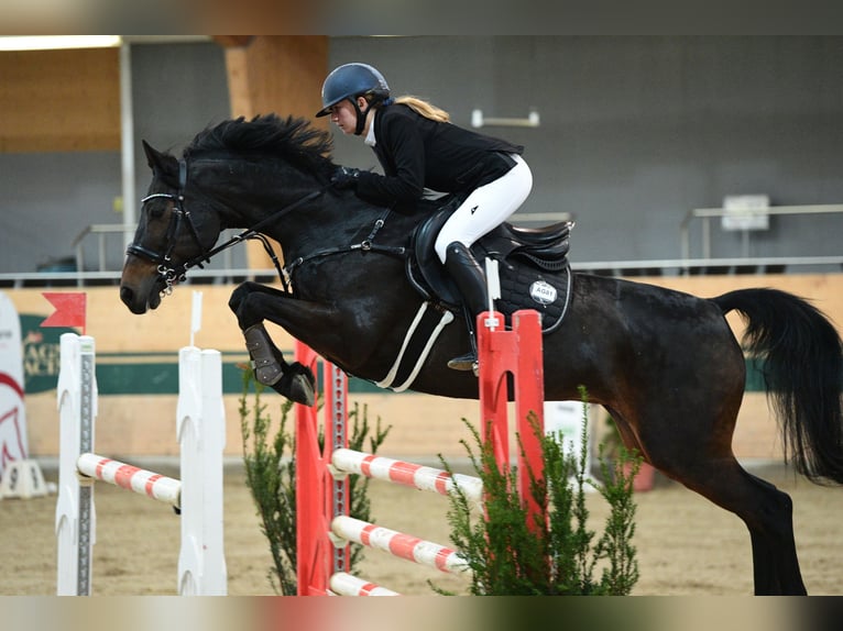 Austriaco Giumenta 16 Anni Baio in Würflach