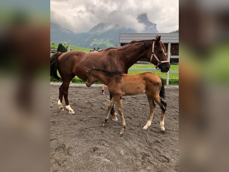 Austriaco Giumenta 17 Anni 165 cm Sauro scuro in Au