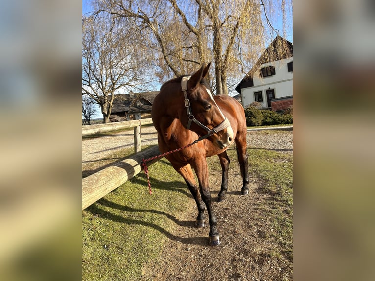 Austriaco Giumenta 17 Anni 174 cm Baio in Fladnitz an der Teichalm