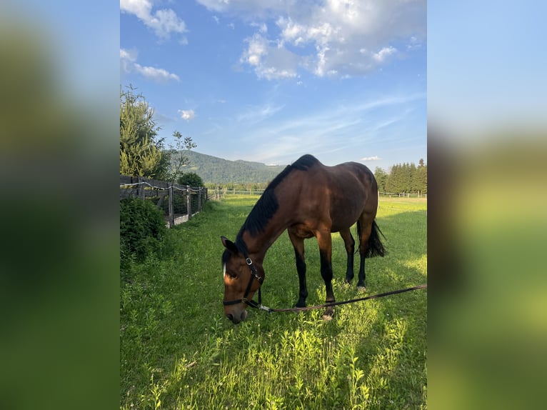 Austriaco Giumenta 18 Anni Baio in Obertrixen