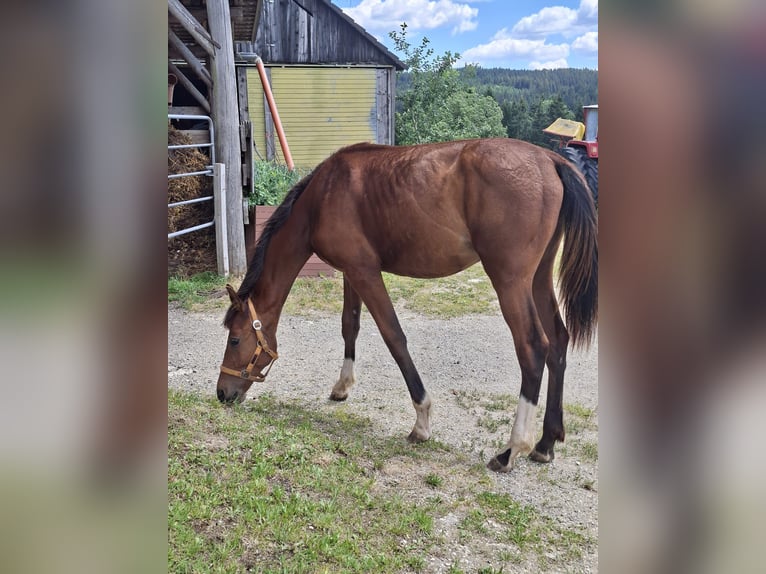 Austriaco Giumenta 1 Anno 156 cm Baio in St. Georgen am Wald