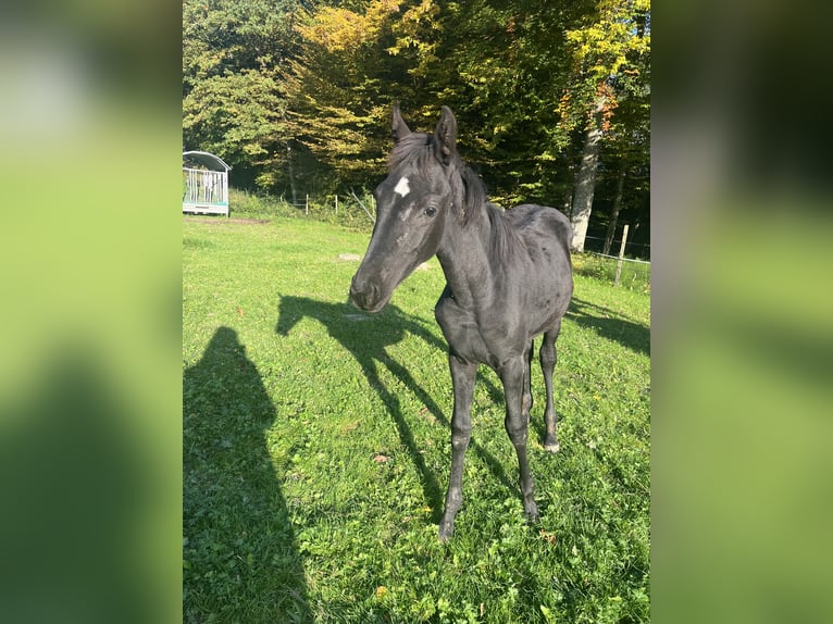 Austriaco Giumenta 1 Anno 170 cm Morello in Scheibbs