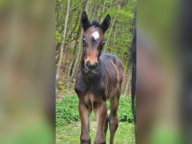 Austriaco Giumenta 1 Anno 180 cm Baio nero in Minihof-Liebau