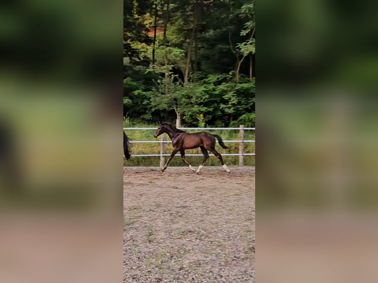 Austriaco Giumenta 1 Anno 180 cm Baio nero in Minihof-Liebau