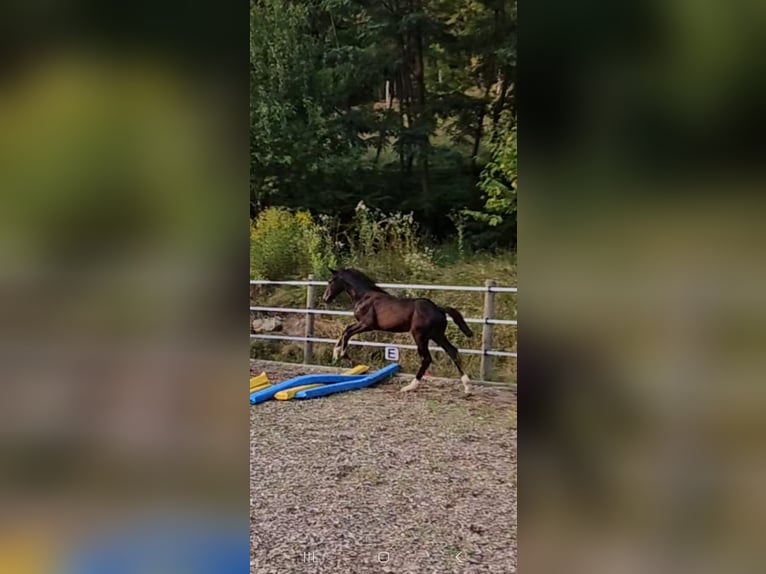 Austriaco Giumenta 1 Anno 180 cm Baio nero in Minihof-Liebau