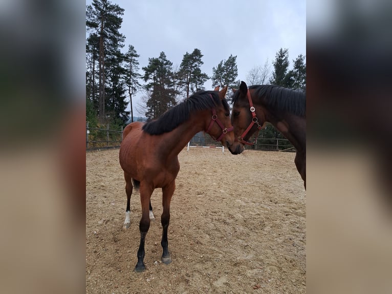 Austriaco Giumenta 1 Anno Baio in Waldhausen im Strudengau