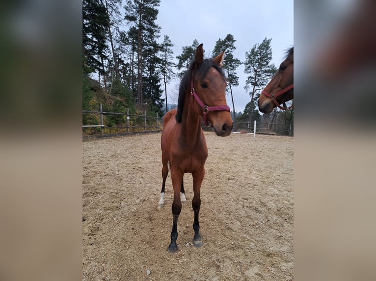 Austriaco Giumenta 1 Anno Baio in Waldhausen im Strudengau