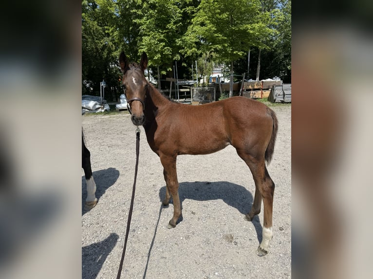 Austriaco Giumenta 1 Anno Baio scuro in Ebersdorf