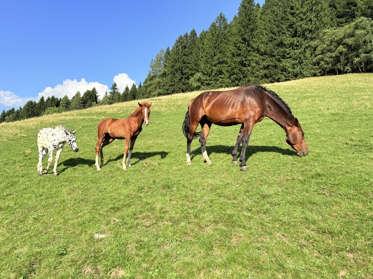 Austriaco Giumenta 1 Anno Sauro in Gmünd