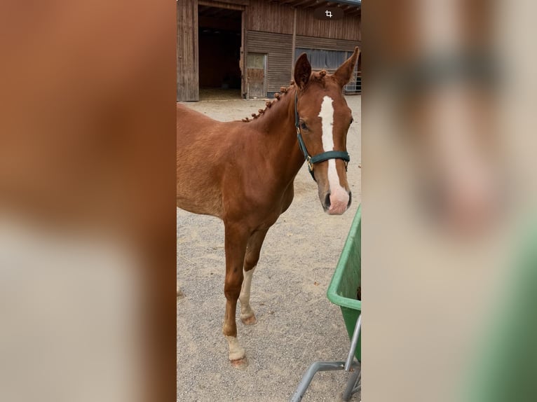 Austriaco Giumenta 1 Anno Sauro in Gmünd