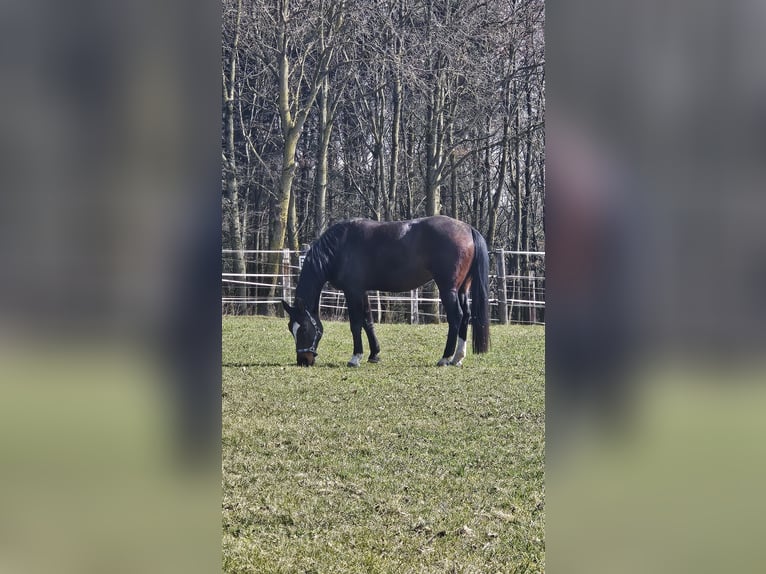 Austriaco Giumenta 20 Anni 166 cm Baio nero in St. Georgen am Ybbsfelde