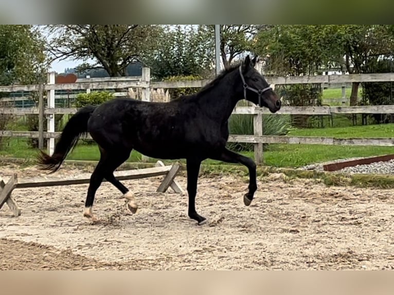 Austriaco Giumenta 2 Anni 168 cm Morello in Polsenz