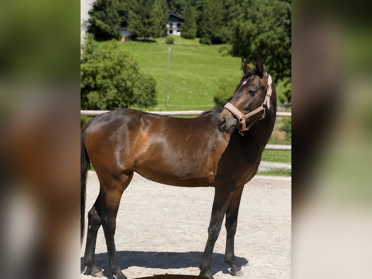 Austriaco Giumenta 2 Anni Baio in Ried