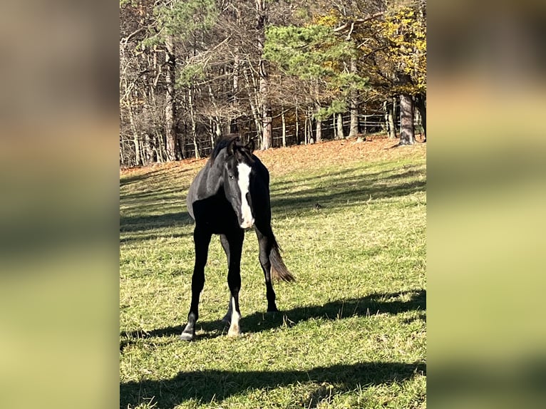 Austriaco Giumenta 3 Anni 163 cm Morello in Heiligenkreuz