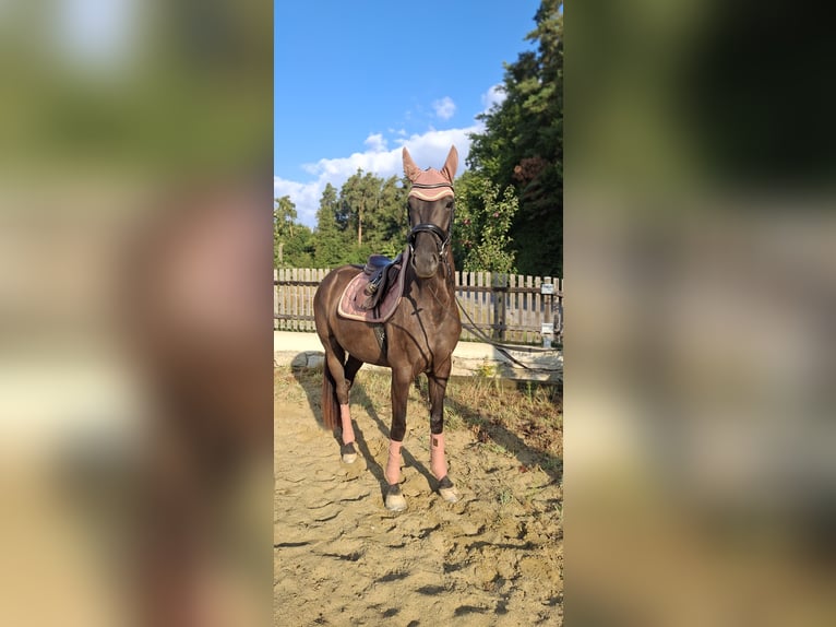 Austriaco Giumenta 3 Anni 167 cm Morello in Gleisdorf