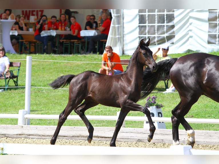 Austriaco Giumenta 3 Anni 170 cm Morello in St Marein bei Graz