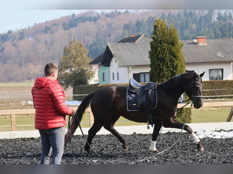 Austriaco Giumenta 3 Anni 170 cm Morello in St Marein bei Graz