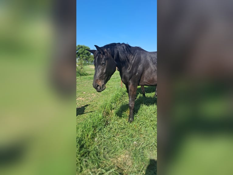 Austriaco Giumenta 3 Anni 178 cm Morello in Weistrach