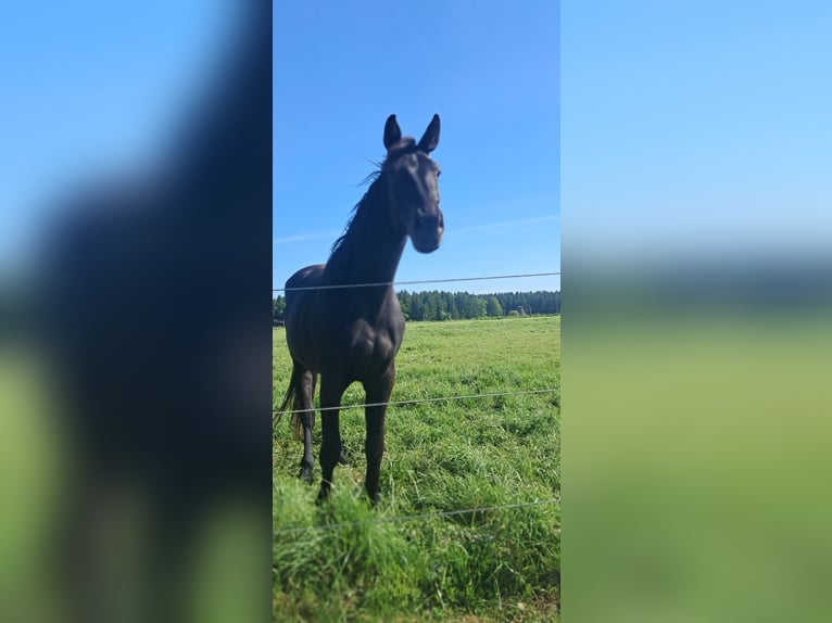 Austriaco Giumenta 3 Anni 178 cm Morello in Weistrach