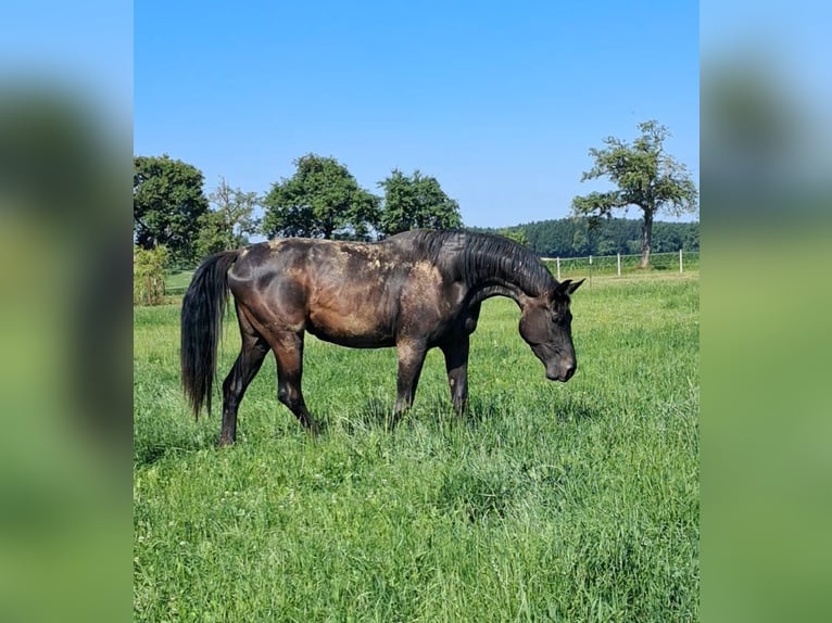 Austriaco Giumenta 3 Anni 178 cm Morello in Weistrach