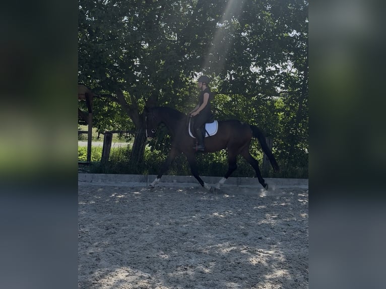 Austriaco Giumenta 3 Anni Baio scuro in Unterpetersdorf