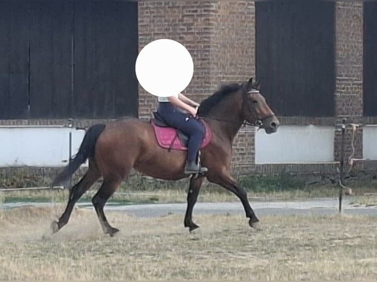 Austriaco Mix Giumenta 4 Anni 155 cm Baio in Niederfladnitz