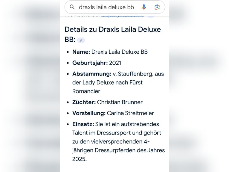 Austriaco Giumenta 4 Anni 159 cm Morello in Wolfsberg Austriaco Giumenta 4 Anni 159 cm Morello in Wolfsberg