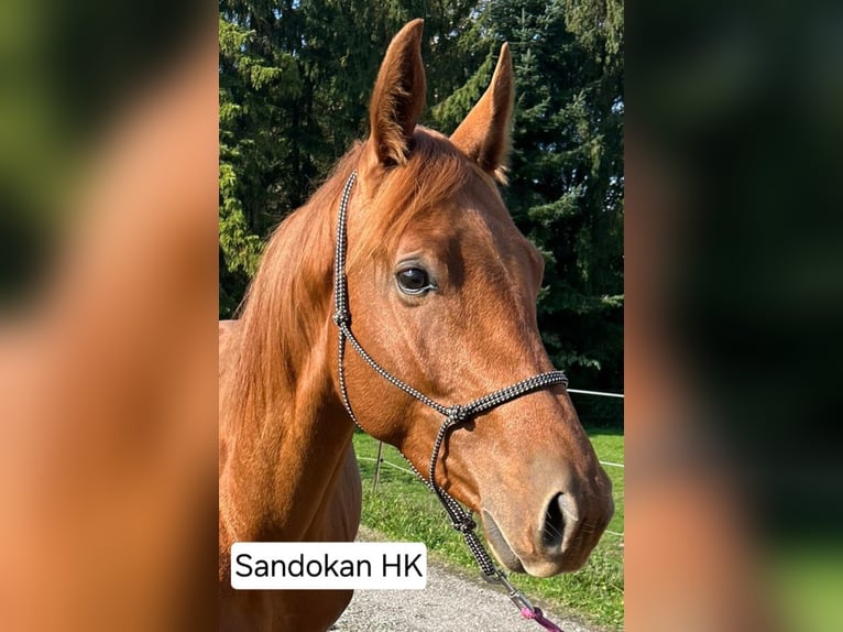 Austriaco Giumenta 4 Anni 160 cm Sauro in Puchberg