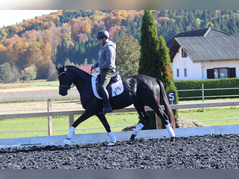Austriaco Giumenta 4 Anni 163 cm Morello in St Marein bei Graz