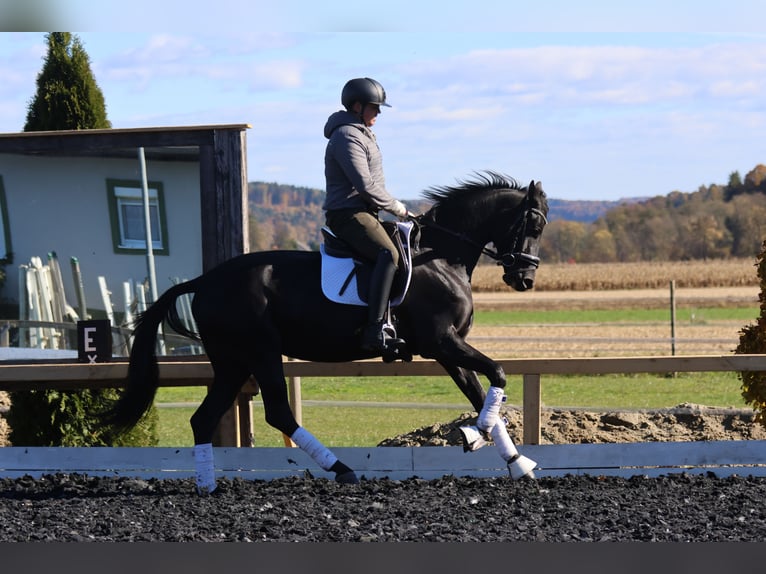 Austriaco Giumenta 4 Anni 163 cm Morello in St Marein bei Graz