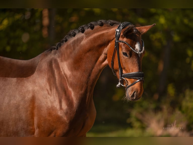 Austriaco Giumenta 4 Anni 165 cm Baio in Wehringen