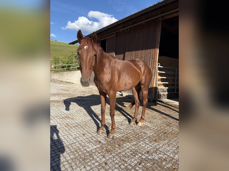 Austriaco Giumenta 4 Anni 165 cm Sauro scuro in Peuerbach