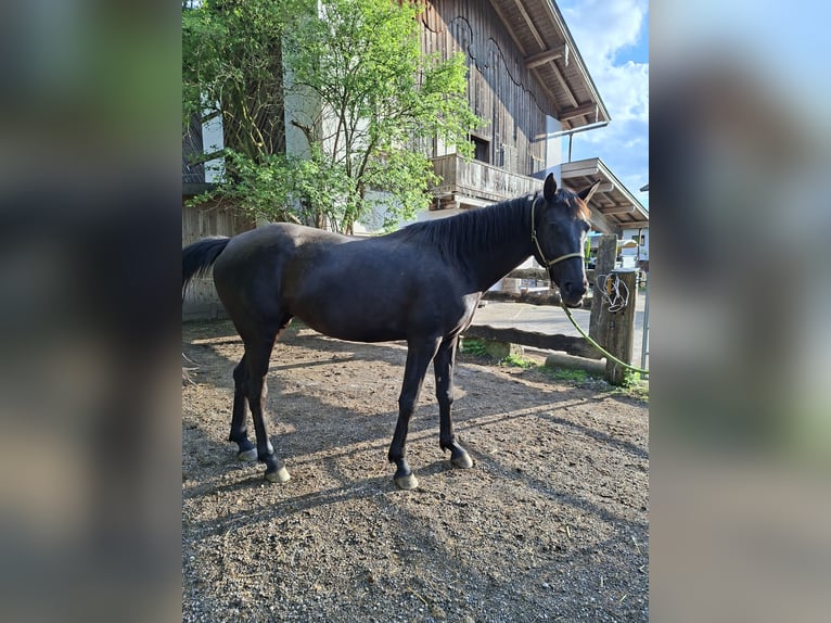 Austriaco Giumenta 4 Anni 167 cm Morello in Kössen