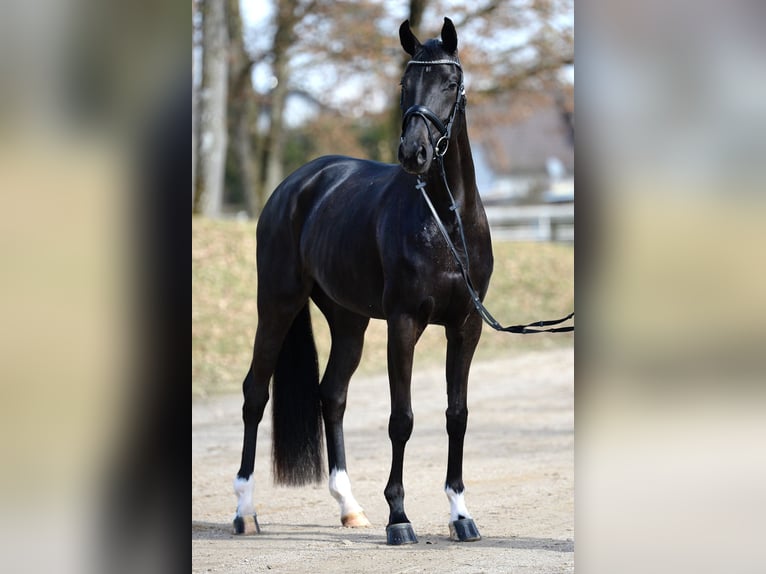 Austriaco Giumenta 4 Anni 167 cm Morello in Stadl-Paura