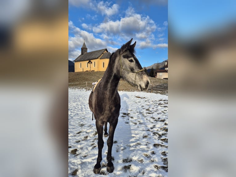 Austriaco Giumenta 4 Anni 170 cm Grigio pezzato in Hermagor-Pressegger See