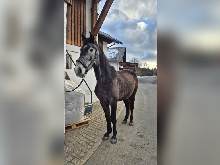 Austriaco Giumenta 4 Anni 170 cm Grigio pezzato in Hermagor-Pressegger See