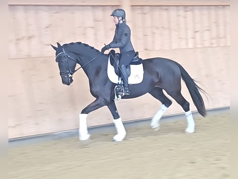 Austriaco Giumenta 4 Anni 170 cm Morello in Wolfsbach