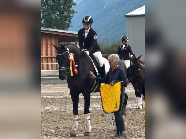 Austriaco Giumenta 4 Anni 173 cm Morello in Bad Kleinkirchheim