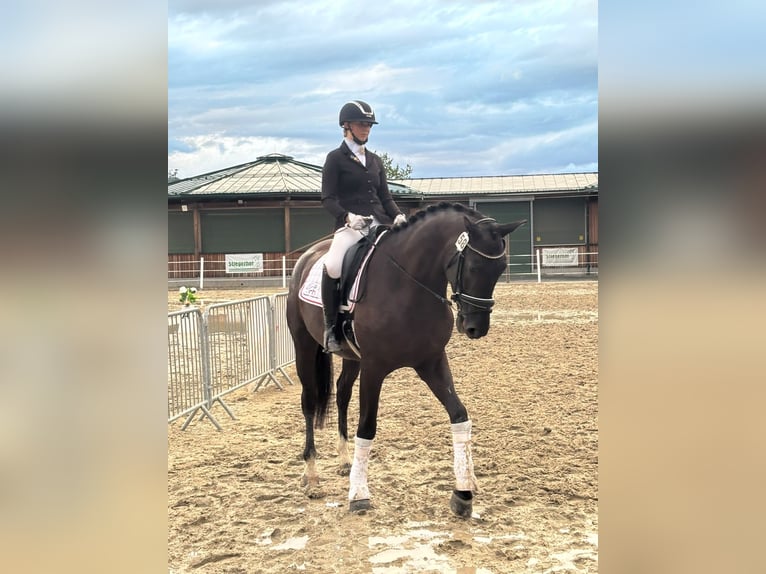Austriaco Giumenta 4 Anni 173 cm Morello in Bad Kleinkirchheim