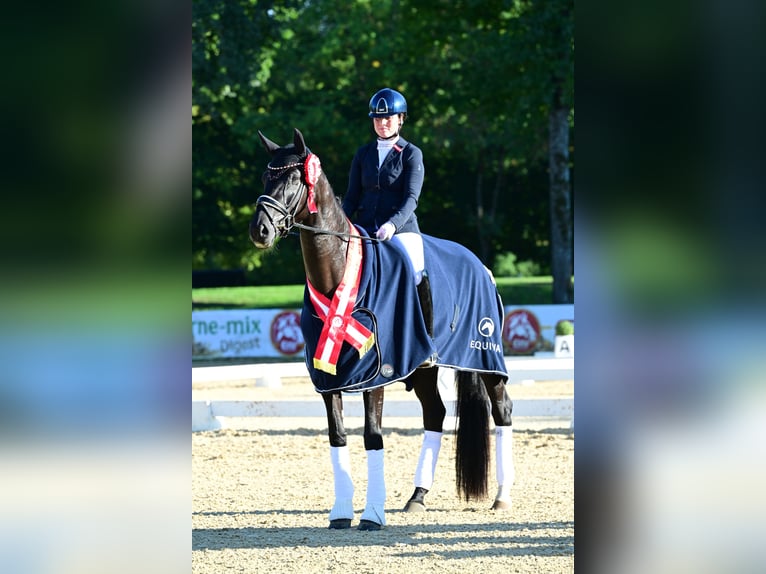 Austriaco Giumenta 4 Anni 173 cm Morello in Wolnzach