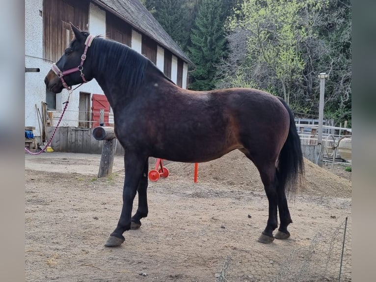 Austriaco Mix Giumenta 5 Anni 163 cm Baio scuro in Edelschrott