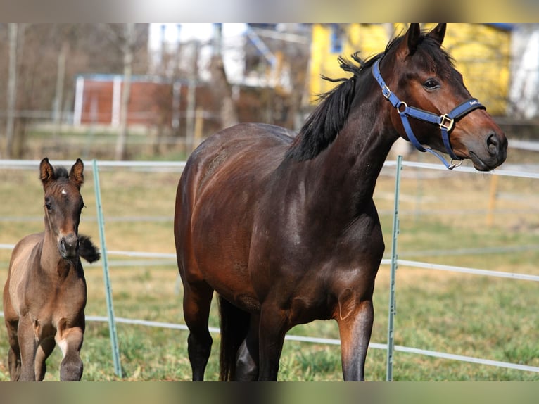 Austriaco Giumenta 5 Anni 165 cm Baio in St Marein bei Graz