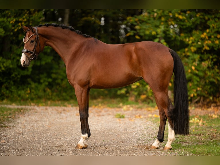 Austriaco Giumenta 5 Anni 165 cm Baio in Wehringen
