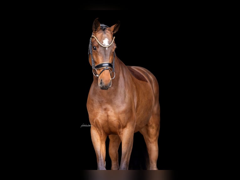 Austriaco Giumenta 5 Anni 167 cm Baio in Lehrberg