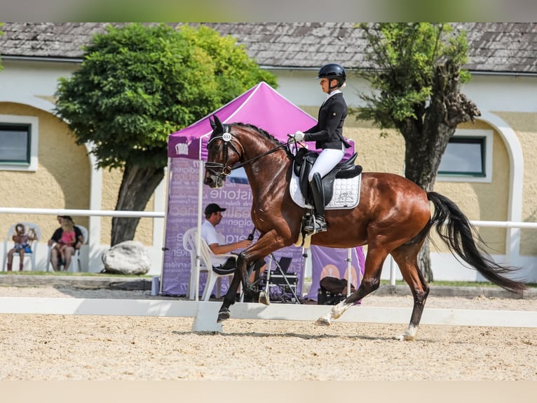 Austriaco Giumenta 5 Anni 167 cm Baio in Wolfsbach